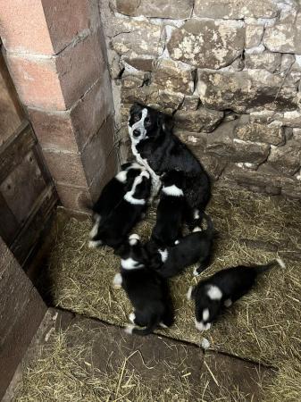 Border Collie Pups from working parents for sale in Richmond, North Yorkshire - Image 2