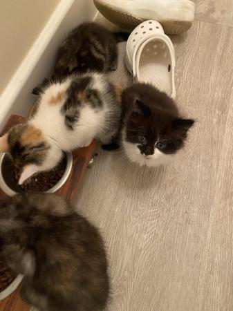 Image 1 of Playful kittens seeking loving homes