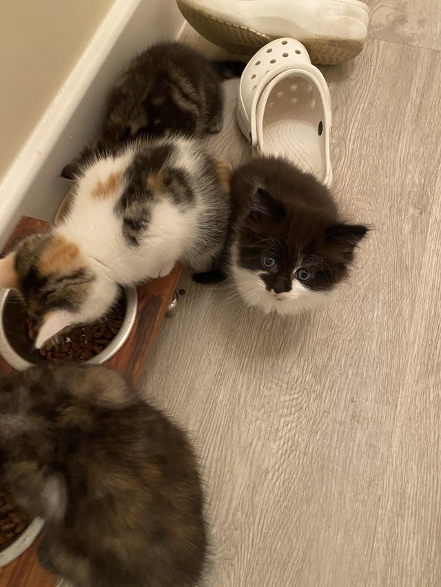 Preview of the first image of Playful kittens seeking loving homes.