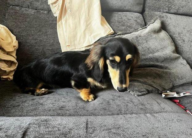 Image 3 of Long haired mini dachshunds silver dapple and black / cream