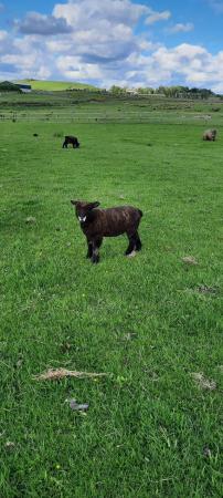 Image 2 of Coloured Ryeland ewe Lambs for sale