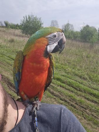 Image 1 of Harlequin macaw parrotmale