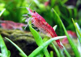 Image 2 of Red cherry shrimps for sale ( neo caridina davidi shrimps)