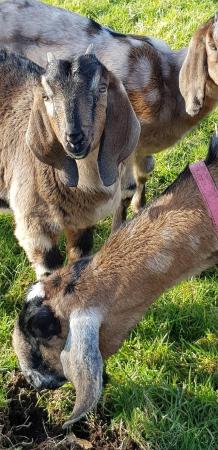 Image 1 of Twin Anglo Nubian goat wether kids, pedigree, from accredite
