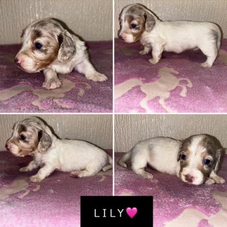 Image 1 of LONG HAIRED PIEBALD MINIATURE DACHSHUNDS