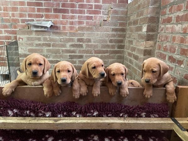 Image 3 of Gorgeous KC registered fox red Labrador puppies