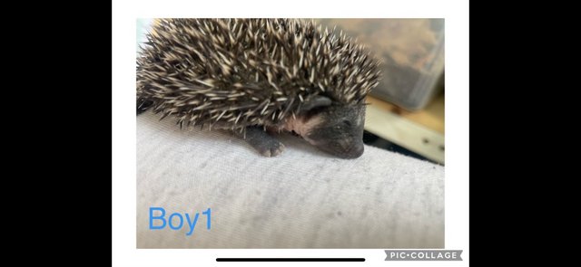 Image 7 of African Pygmy hedgehog 1x boy