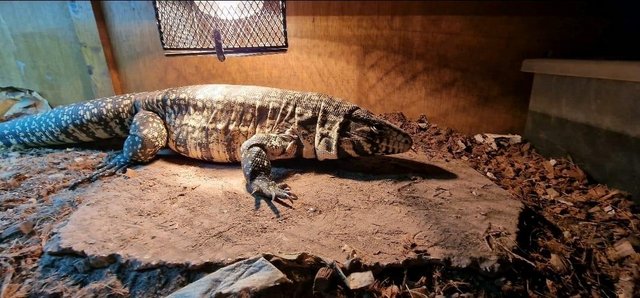 Image 5 of Female 3 Year Old Black And White Tegu and Enclosure