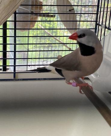 Image 10 of Red Face Parrot Finches & blue Parrot Finches. Others availa