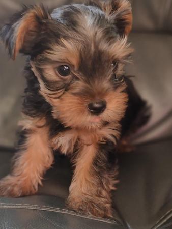 Image 5 of Yorkshire terrier miniature boy