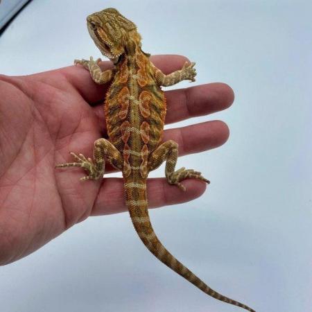 Image 26 of WARRINGTON PETS STOCKED LIZARDS FOR SALE