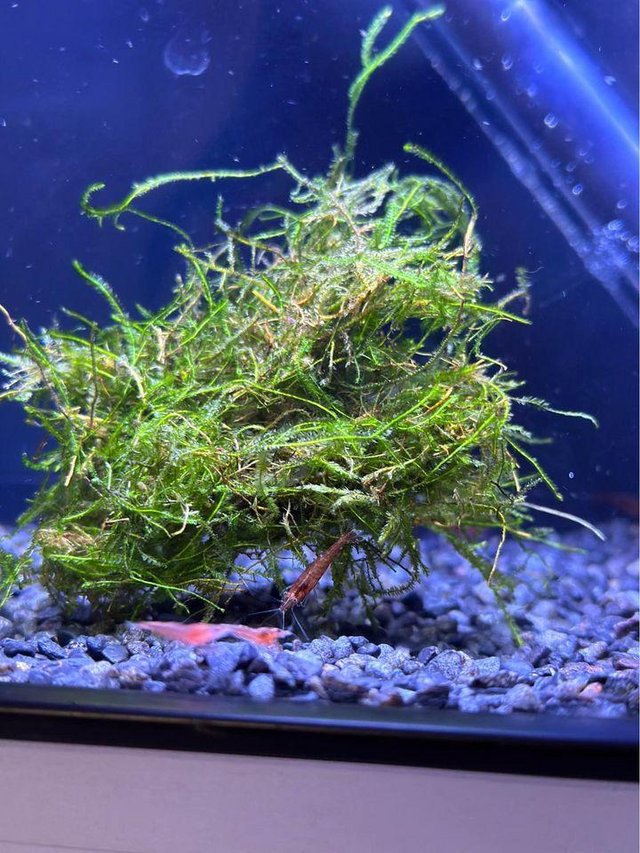 Preview of the first image of 10 X Red cherry shrimps High grade.