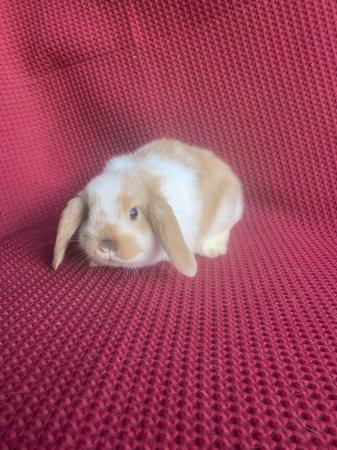 Image 4 of 4 X Mini Lop Does (Female)