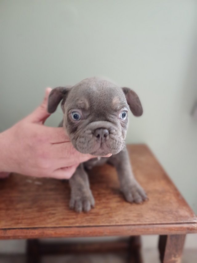 Preview of the first image of 8 week old French bull dog puppies..
