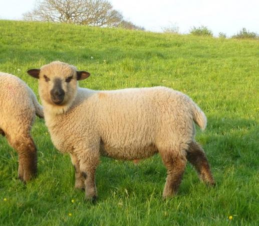 Image 1 of 5 MV accredited Pedigree Shropshire Ram lambs R1s