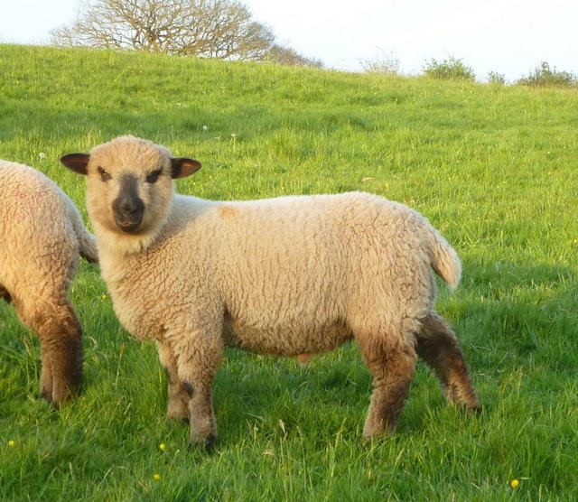 Preview of the first image of 5 MV accredited Pedigree Shropshire Ram lambs R1s.