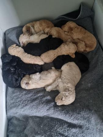 Image 1 of Standard multigen goldendoodles puppies ready on 24th June