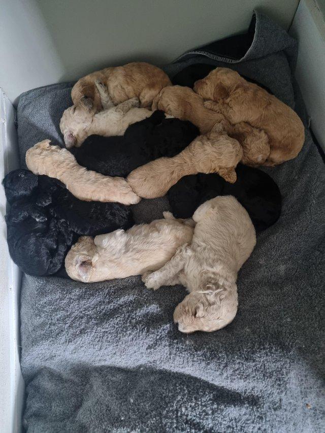 Preview of the first image of Standard multigen goldendoodles puppies ready on 24th June.