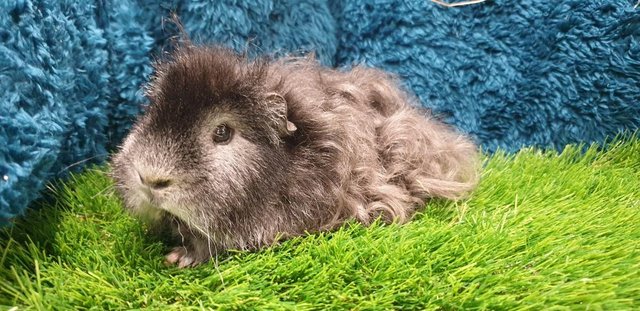 Image 8 of Selection of lovely Male (Boars) Guinea Pigs for Sale