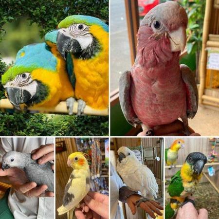 Image 7 of Large Variety of Hand Reared Birds Available! - Updated Regu