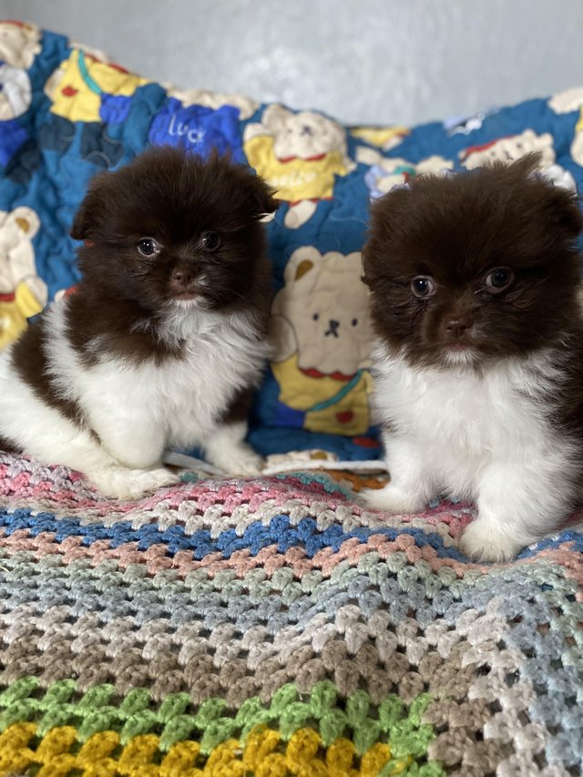 Preview of the first image of Ready Now Beautiful Pom shih pups 1 female 1 male.