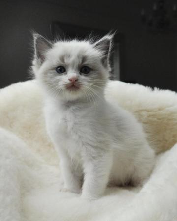 Image 16 of Ragdoll Kittens (GCCF REGISTERED AND FULLY HEALTH TESTED)