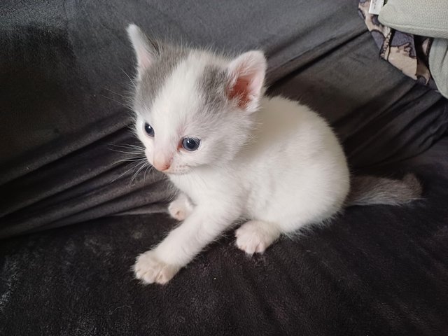 Preview of the first image of Turkish Angora kittens cross 1 remaining.