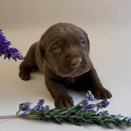 Image 7 of Kc reg chocolate & Andrex health checked Labrador puppies