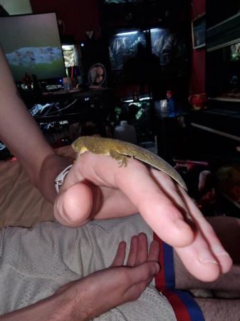 Image 1 of CB22 male bauer's chameleon gecko plus set up