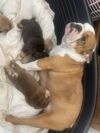 Image 2 of Gorgeous bulldog puppies ready mid june