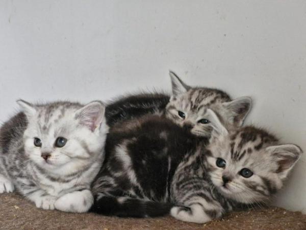 Image 2 of British Short Hair Kittens