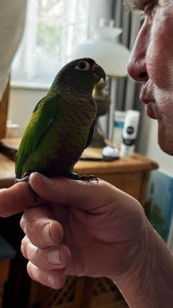 Image 5 of Handreared baby conures Various different mutations avaiable