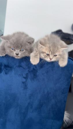 Image 1 of X2 Chunky Britishshort hair kittens for sale