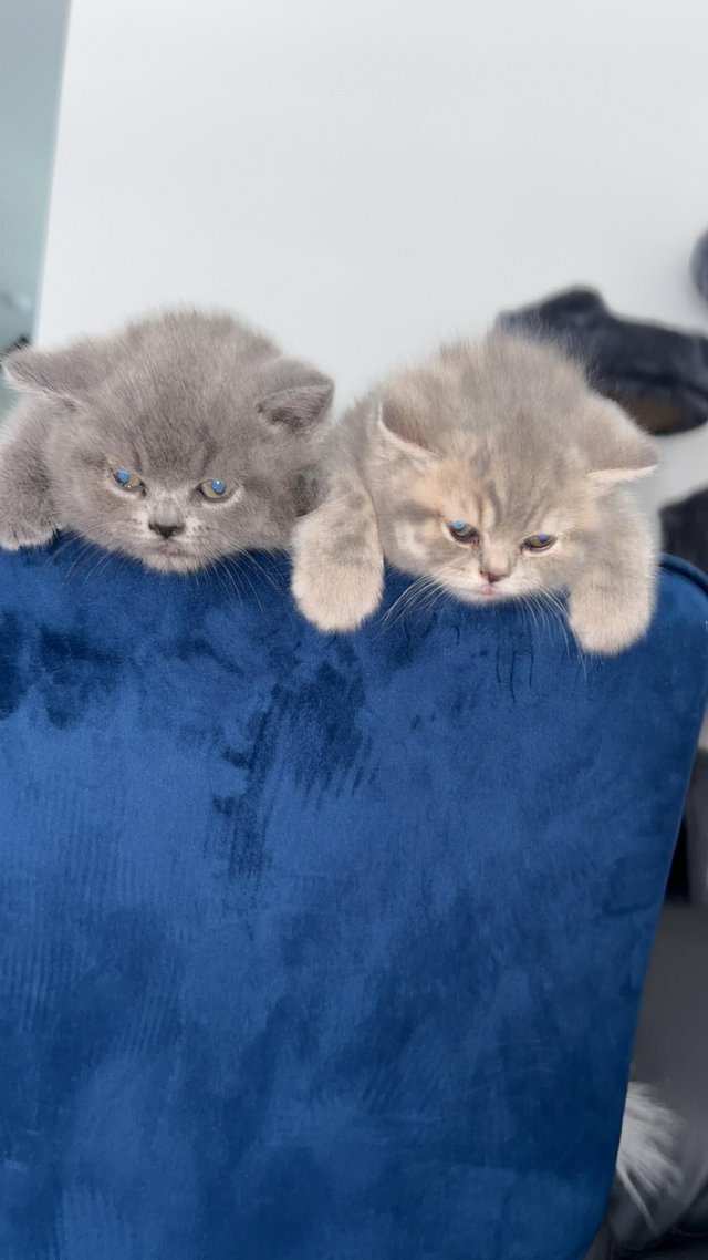 Preview of the first image of X2 Chunky Britishshort hair kittens for sale.