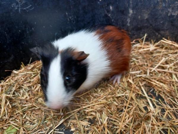 Image 8 of Baby guinea pigs stoke on trent