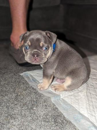Image 10 of Stunning healthy KC 5 gen frenchie pups (3 males left)