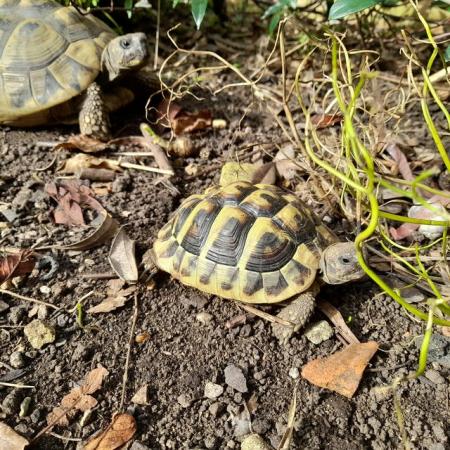 Image 1 of Hermann tortoises 9 month old, 2 and 4 year olds from £80