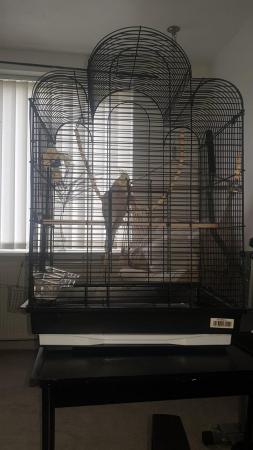 Image 5 of cockatiel and cage for sale.