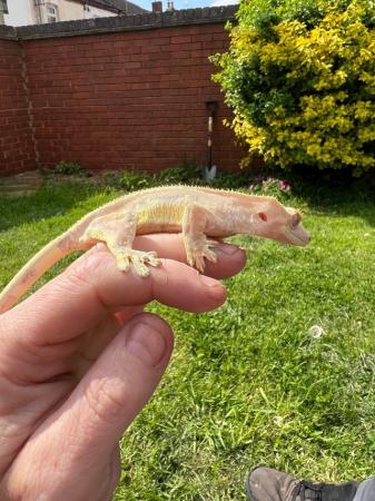 Image 9 of Adult female Lilly white crestie and enclosure