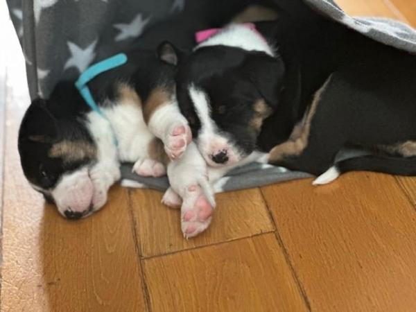Image 10 of Beautiful Tri-colour Staffy x Collie Puppies for sale