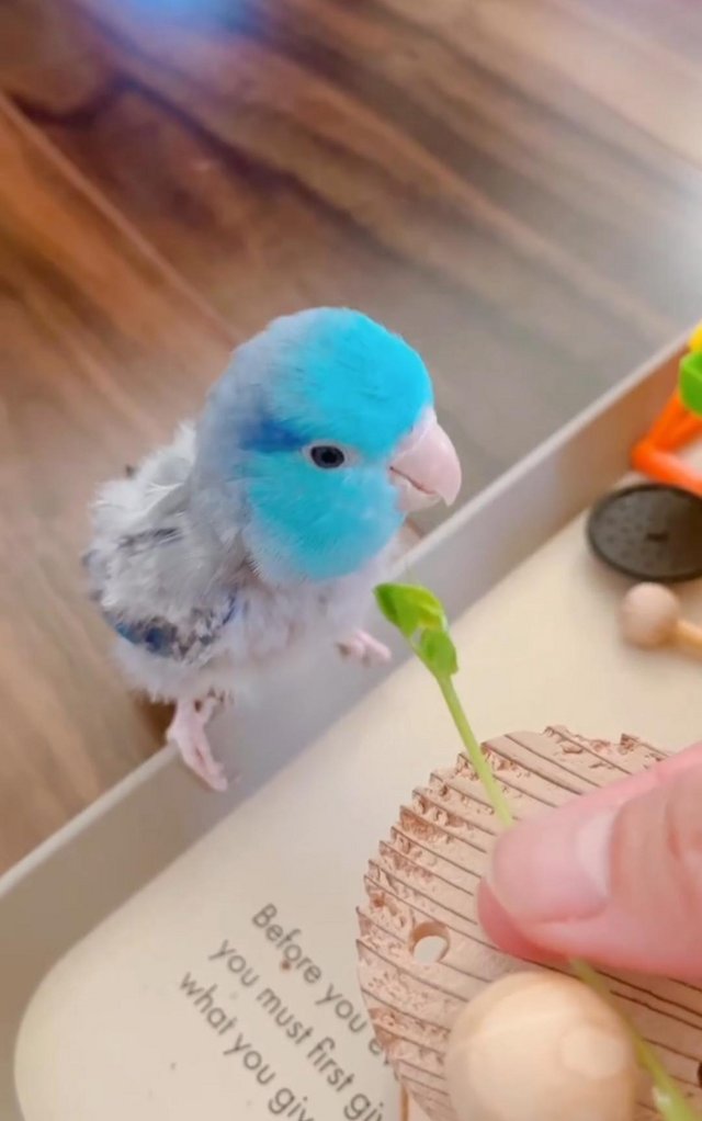 Preview of the first image of WANTED TO BUY COPY IN PICTURES MALE PARROTLET.