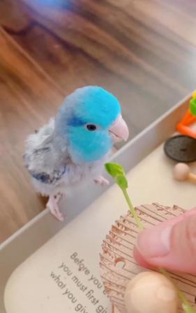 Image 1 of WANTED TO BUY COPY IN PICTURES MALE PARROTLET