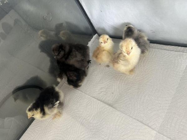Image 4 of Frizzle/Smooth Pekin chicks