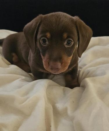 Image 5 of Male light chocolate and tan miniture dashhound
