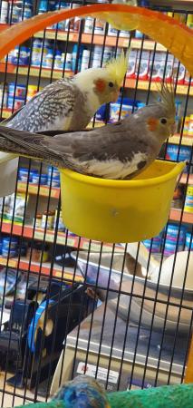 Image 4 of Baby Cockatiels Available for sale