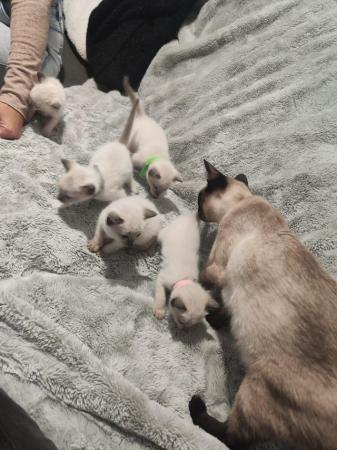 Image 9 of 5 Male Siamese kittens for sale - 2 LEFT - RED and GREEN
