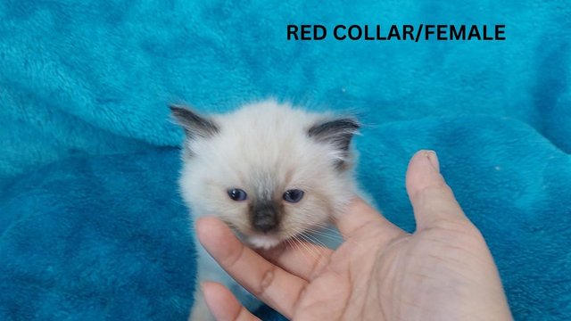 Image 8 of Little Bear face Ragdoll Kittens with GCCF REG