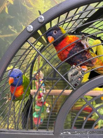 Image 3 of Hand reared rainbow lorrikeets x2 with cage and accessories