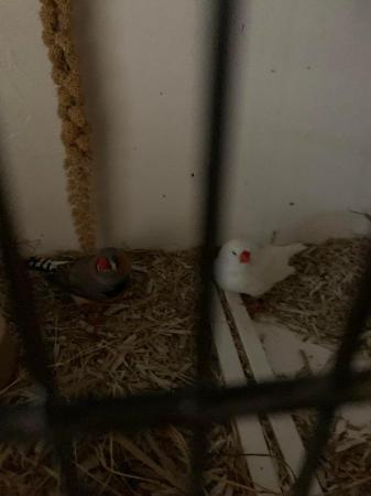 Image 3 of ZEBRA FINCHES, different colours pairs