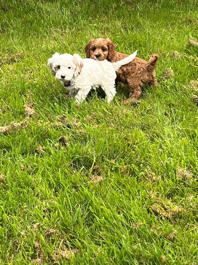 Preview of the first image of NONE MALTING HEALTH CHECK CAVAPOO PUPPIES.